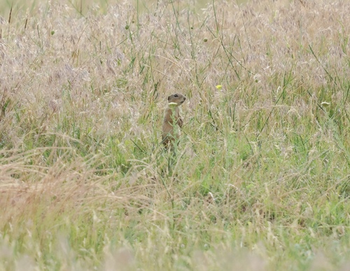 European Ground Squirrel