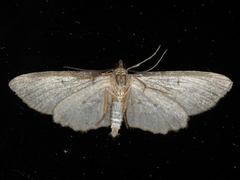 Psilosticha pristis