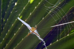 Argiope minuta