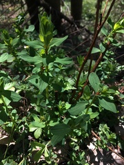 Hypericum maculatum