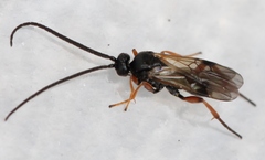 Microgaster