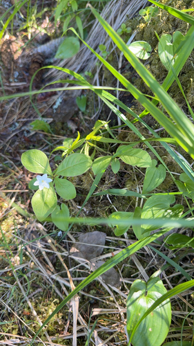 Arctic Starflower