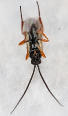 Microgaster