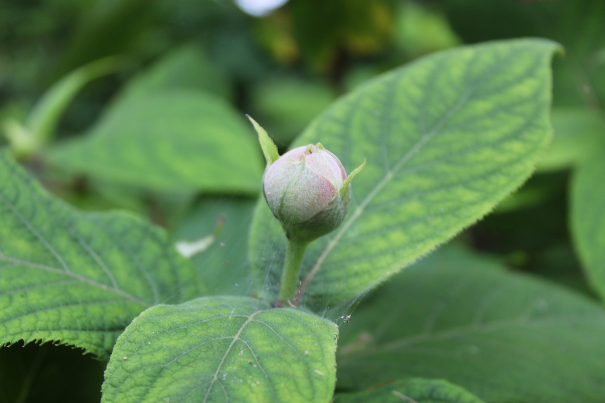 Oakleaf hydrangea