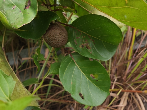 African peach