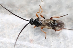 Microgaster