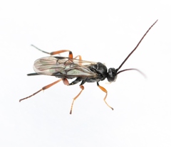Microgaster