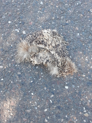 Common Hedgehog
