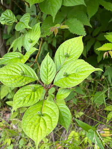 Helwingia japonica