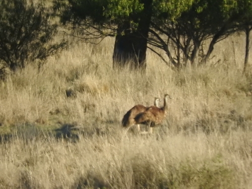 Emu
