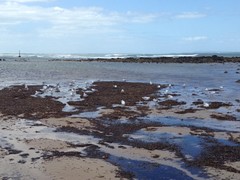 Chroicocephalus novaehollandiae novaehollandiae