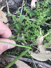 Galium leptogonium