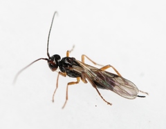 Phaenocarpa conspurcator