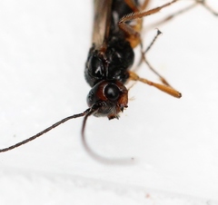 Phaenocarpa conspurcator