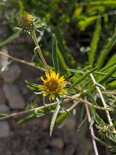 Jasonia tuberosa, photograph 4