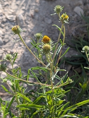 (c) Denis Bastianelli, some rights reserved (CC BY) Jasonia tuberosa, photograph (c) Denis Bastianelli, some rights reserved (CC BY)