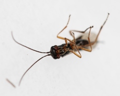 Phaenocarpa conspurcator