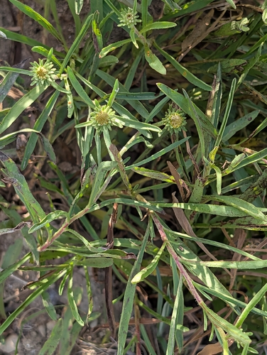 Jasonia tuberosa, photograph 6