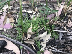 Galium leptogonium