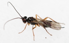 Phaenocarpa conspurcator