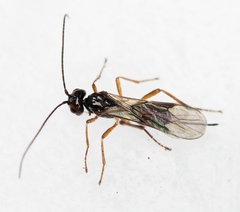 Phaenocarpa conspurcator