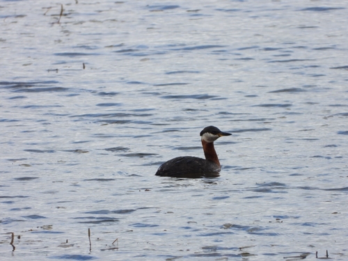 Somormujo cuellirrojo (Podiceps grisegena)