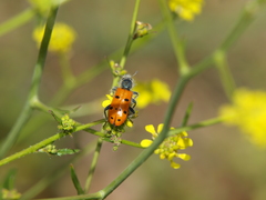 Trichodes octopunctatus