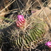 Echinofossulocactus lamellosus - Photo (c) altamiranohg,  זכויות יוצרים חלקיות (CC BY-NC), הועלה על ידי altamiranohg