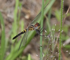 Celithemis verna