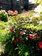 Rhododendron simsii