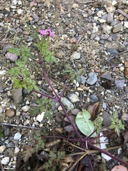 Geranium robertianum