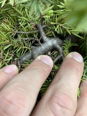 Juniperus rigida conferta