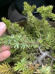 Juniperus rigida conferta