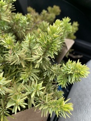Juniperus rigida conferta