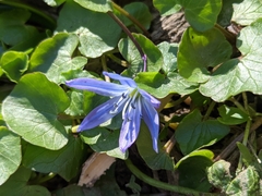 Scilla bifolia
