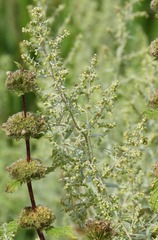 Artemisia dracunculus glauca
