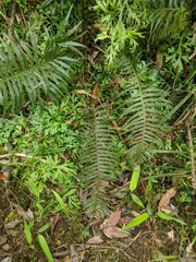 Plagiogyria falcata