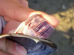 Megabalanus
