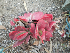 Kalanchoe luciae