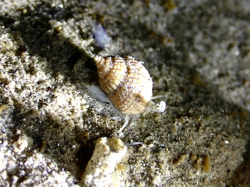 Nassarius perpinguis, 2026-06-13