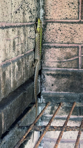Italian Wall Lizard