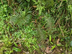 Plagiogyria falcata