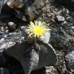 Astrophytum myriostigma