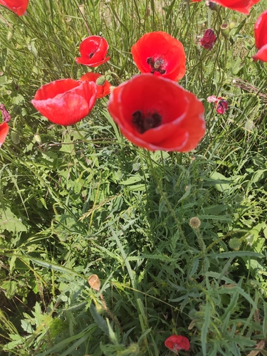 common poppy