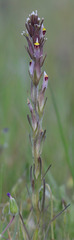 Castilleja brevistyla