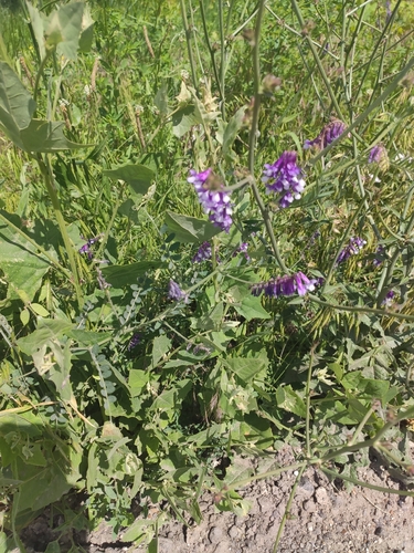 hairy vetch