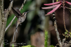 Phaethornis mexicanus