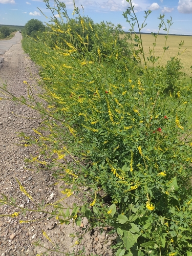 Yellow Sweetclover