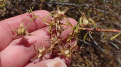 Hermannia grandiflora