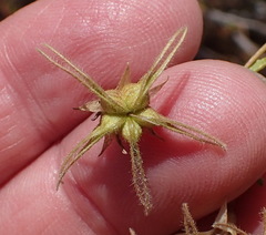Hermannia grandiflora